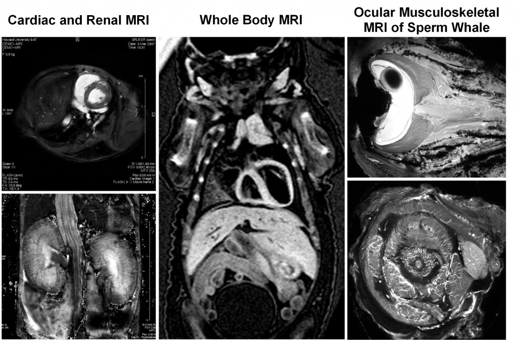 MRI images of heart, kidneys, adomen, whale eye,